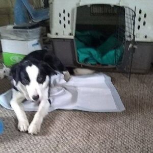 Keeping Your Working Dog In Line Image